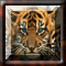 BuZZ Squares Tiger Cubs