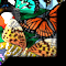 Butterflies STD