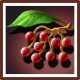 Berry - Jongg 1