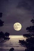 Moonlight